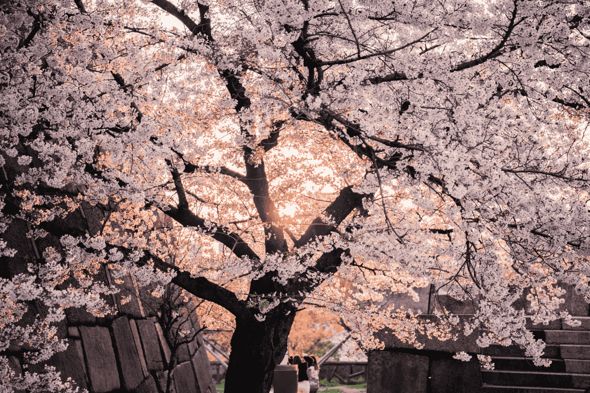 Why Japan Is Like This: The Obsession with Seasons and Cherry Blossoms