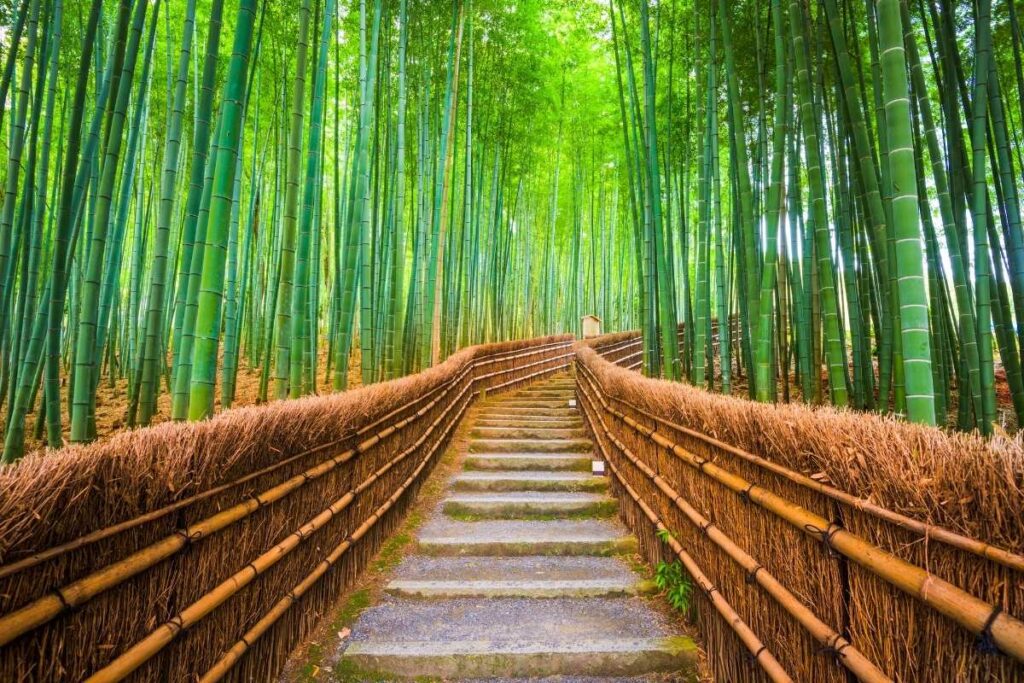 Bamboo Forest Arashiyama Kyoto